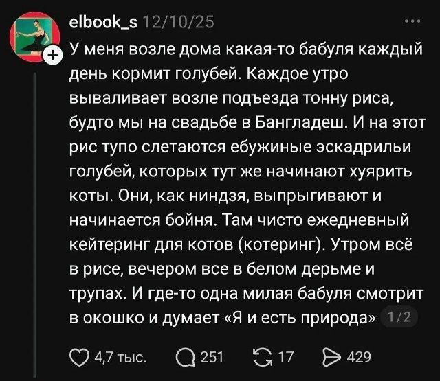 elbook_s 12/10/25 У меня возле дома какая-то бабуля каждый день кормит голубей. Каждое утро вываливает возле подъезда тонну риса, будто мы на свадьбе в Бангладеш. И на этот рис тупо слетаются ебужиные эскадрильи голубей, которых тут же начинают хуярить коты. Они, как ниндзя, выпрыгивают и начинается бойня. Там чисто ежедневный кейтеринг для котов