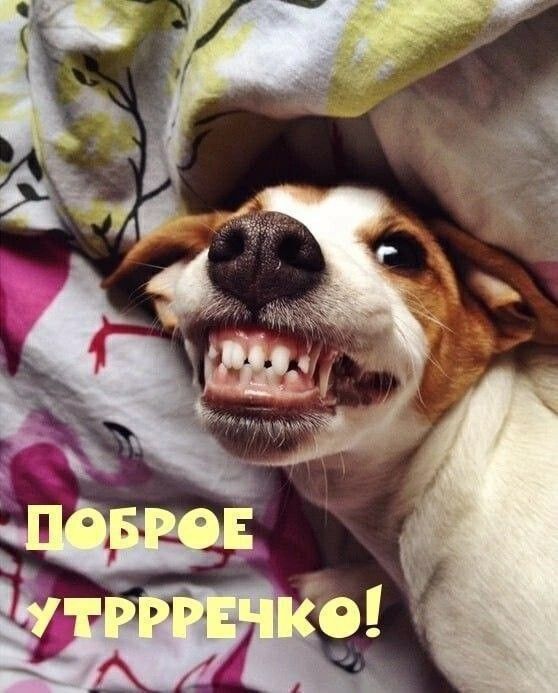 ДОБРОЕ УТРРРЕЧКО!
