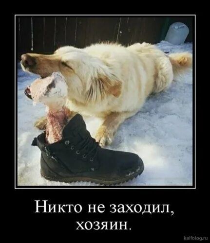 Никто не заходил, хозяин.