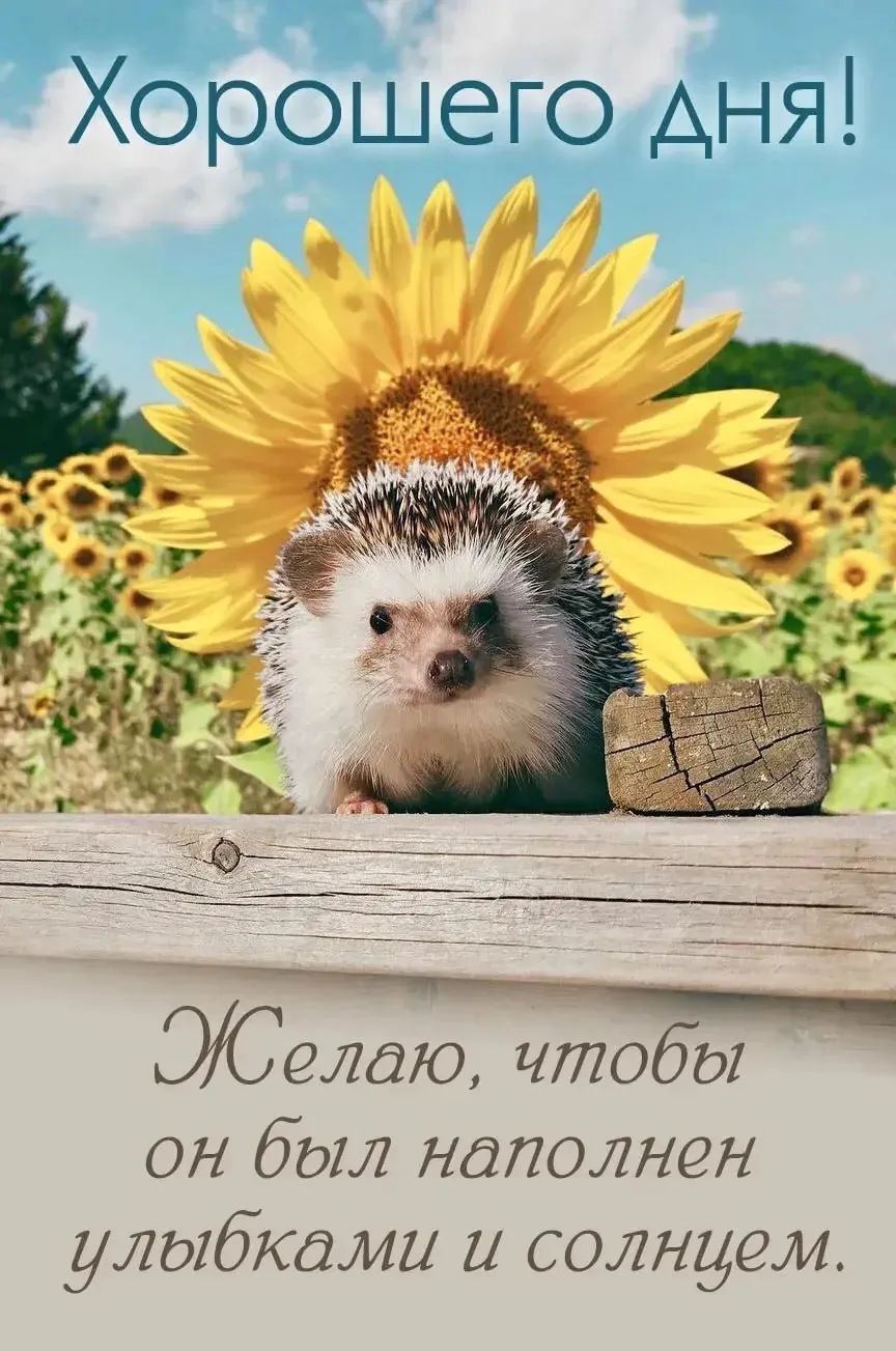 Хорошего дня! Желаю, чтобы он был наполнен улыбками и солнцем.