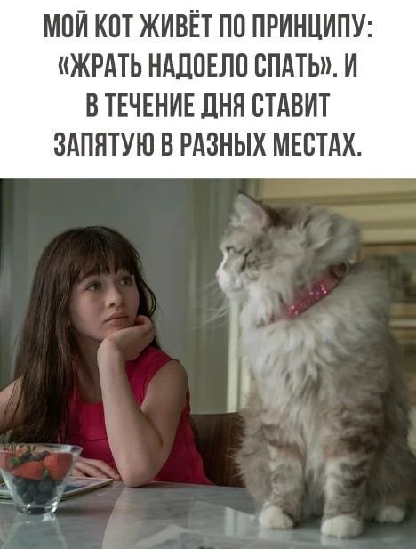 МОЙ КОТ ЖИВЁТ ПО ПРИНЦИПУ: «ЖРАТЬ НАДОЕЛО СПАТЬ». И В ТЕЧЕНИЕ ДНЯ СТАВИТ ЗАПЯТУЮ В РАЗНЫХ МЕСТАХ.