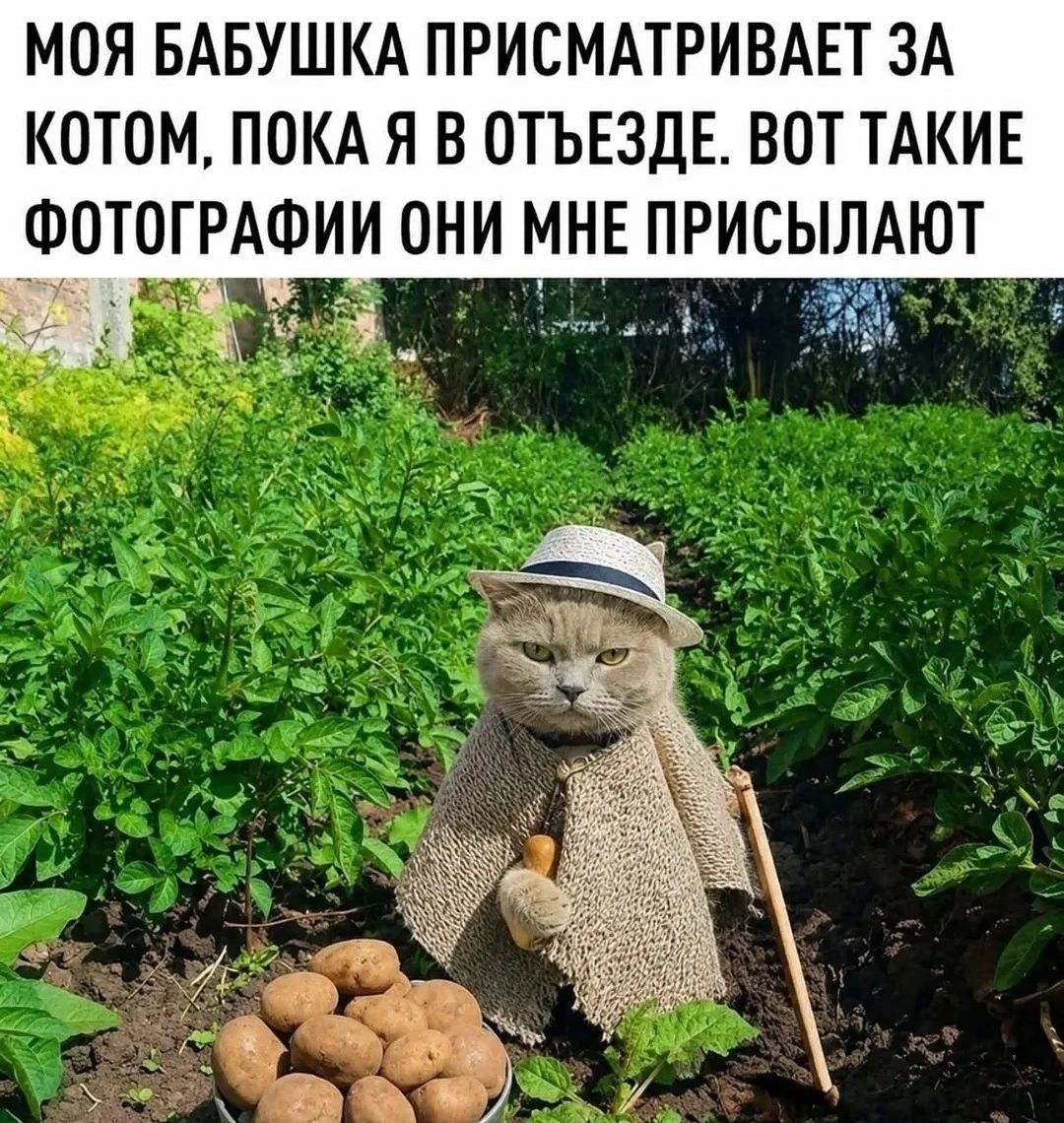 МОЯ БАБУШКА ПРИСМАТРИВАЕТ ЗА КОТОМ, ПОКА Я В ОТЪЕЗДЕ. ВОТ ТАКИЕ ФОТОГРАФИИ ОНИ МНЕ ПРИСЫЛАЮТ