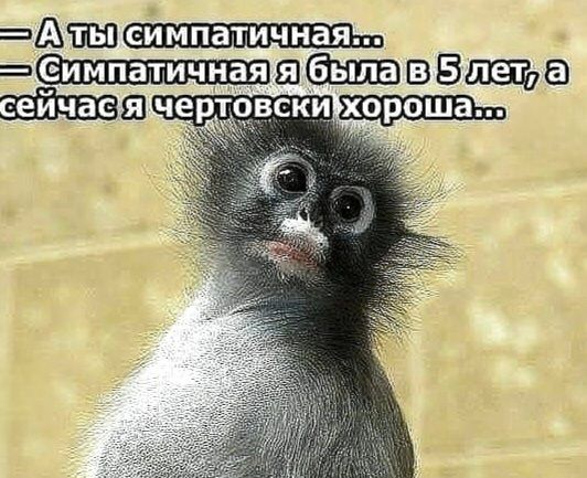 — А ты симпатичная... — Симпатичная я была в 5 лет, а сейчас я чертовски хороша...