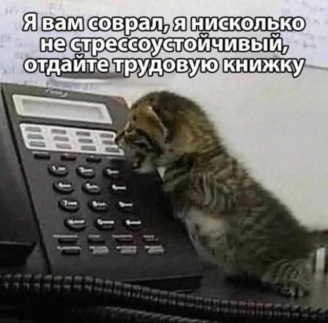 Я вам соврал, я нисколько не стрессоустойчивый, отдайте трудовую книжку