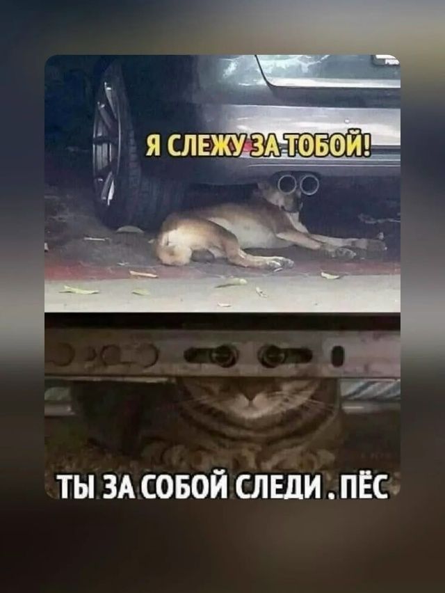 Я СЛЕЖУ ЗА ТОБОЙ! ТЫ ЗА СОБОЙ СЛЕДИ . ПЁС