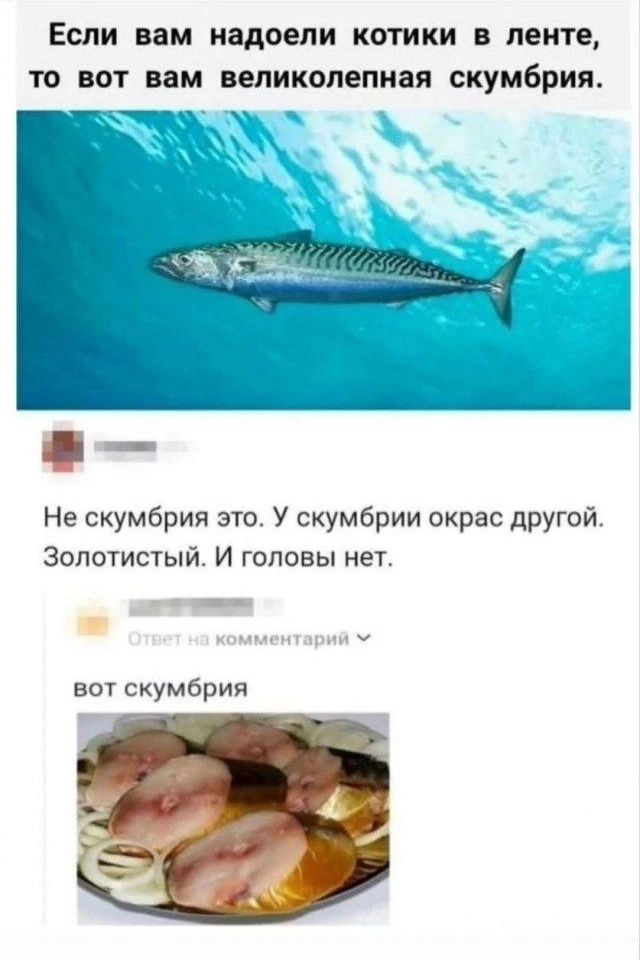 Если вам надоели котики в ленте, то вот вам великолепная скумбрия. Не скумбрия это. У скумбрии окрас другой. Золотистый. И головы нет. вот скумбрия