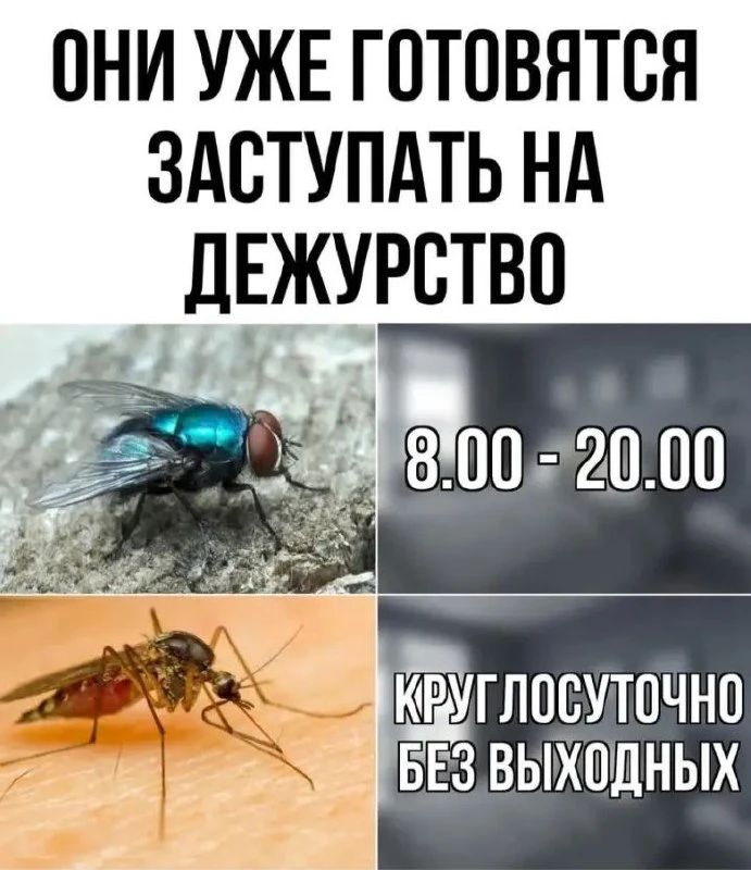 ОНИ УЖЕ ГОТОВЯТСЯ ЗАСТУПАТЬ НА ДЕЖУРСТВО 8.00 - 20.00 КРУГЛОСУТОЧНО БЕЗ ВЫХОДНЫХ