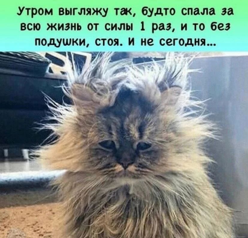 Утром выгляжу так, будто спала за всю жизнь от силы 1 раз, и то без подушки, стоя. И не сегодня...