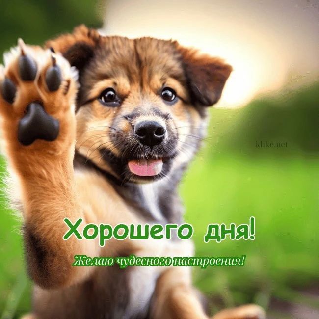 Хорошего дня! Желаю чудесного настроения!