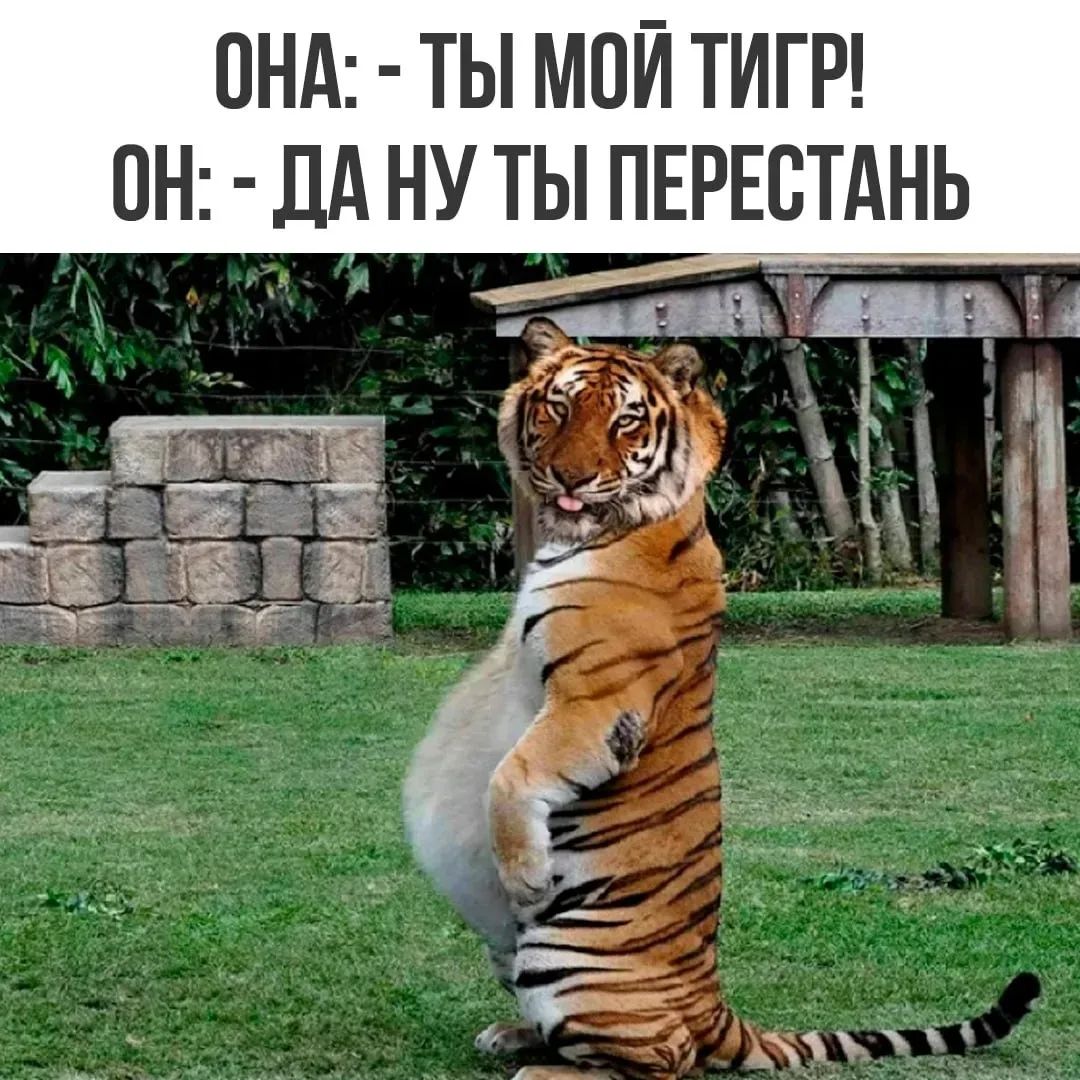 ОНА: - ТЫ МОЙ ТИГР!
ОН: - ДА НУ ТЫ ПЕРЕСТАНЬ