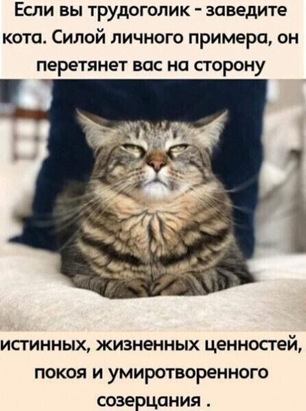 Если вы трудоголик - заведите кота. Силой личного примера, он перетянет вас на сторону истинных, жизненных ценностей, покоя и умиротворенного созерцания.