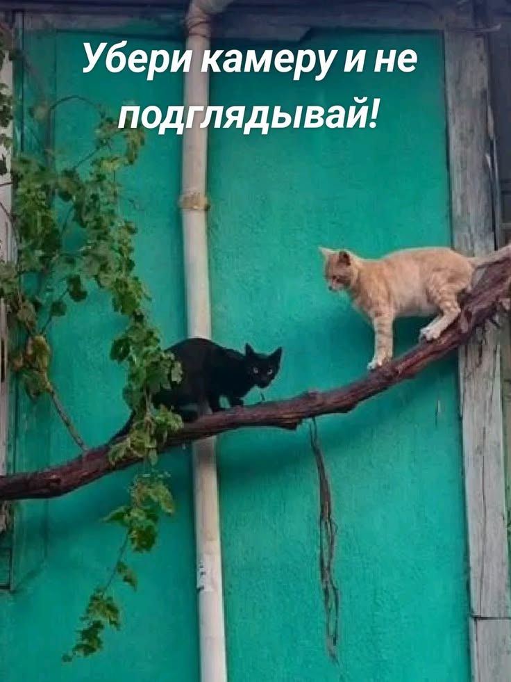 Убери камеру и не подглядывай!