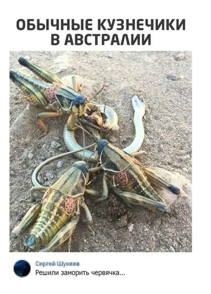 ОБЫЧНЫЕ КУЗНЕЧИКИ В АВСТРАЛИИ. Решили заморить червячка...