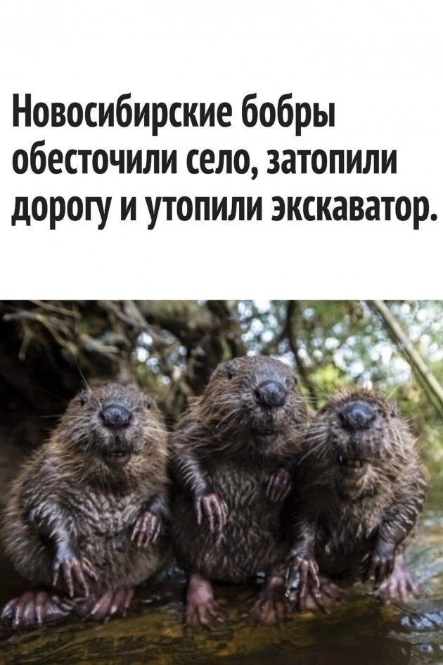 Новосибирские бобры обесточили село, затопили дорогу и утопили экскаватор.