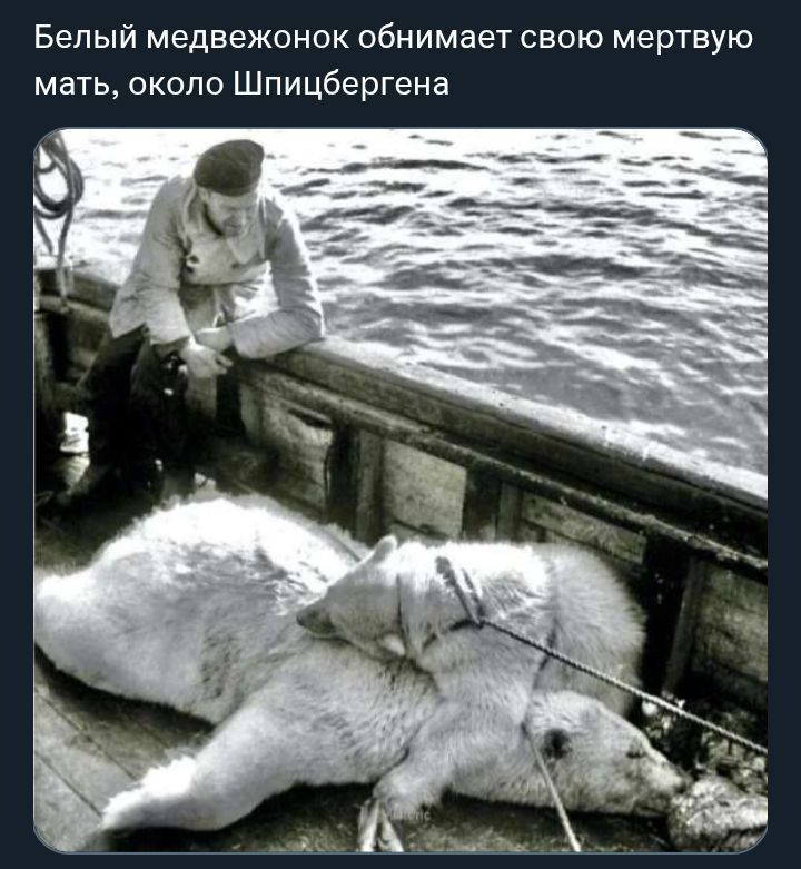 Белый медвежонок обнимает свою мертвую мать, около Шпицбергена