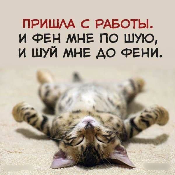 ПРИШЛА С РАБОТЫ. И ФЕН МНЕ ПО ШУЮ, И ШУЙ МНЕ ДО ФЕНИ.