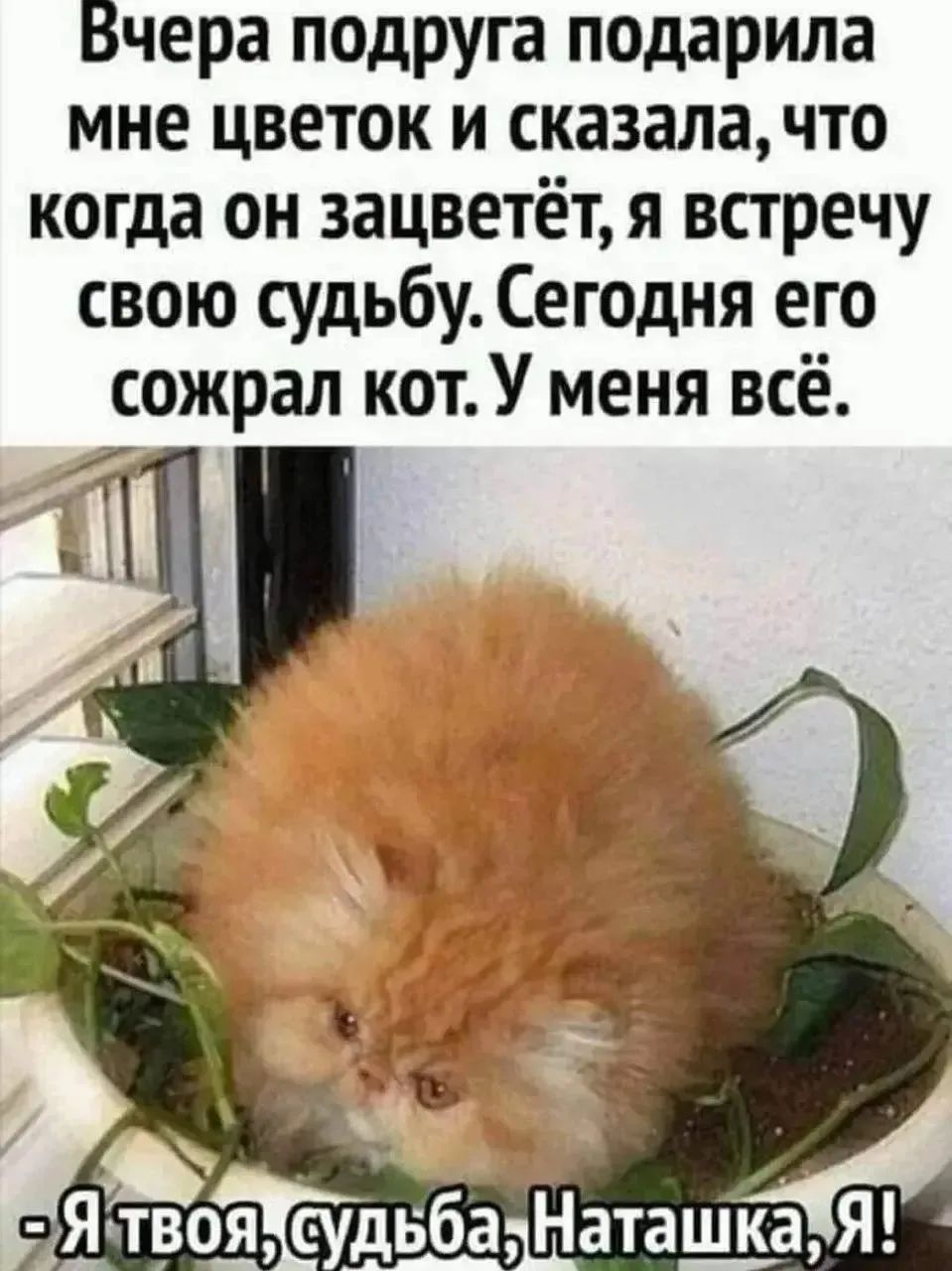 Вчера подруга подарила мне цветок и сказала, что когда он зацветёт, я встречу свою судьбу. Сегодня его сожрал кот. У меня всё. - Я твоя судьба, Наташка, я!