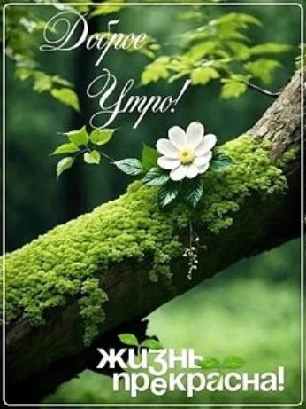 Доброе Утро! Жизнь прекрасна!