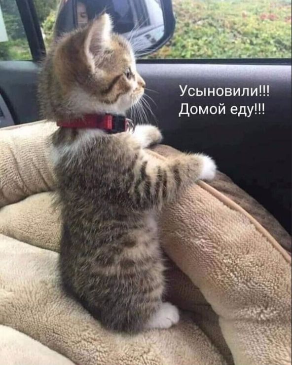 Усыновили!!! Домой еду!!!