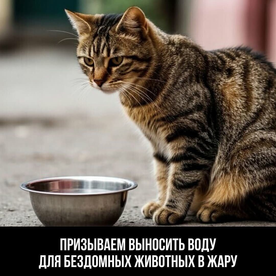 ПРИЗЫВАЕМ ВЫНОСИТЬ ВОДУ ДЛЯ БЕЗДОМНЫХ ЖИВОТНЫХ В ЖАРУ