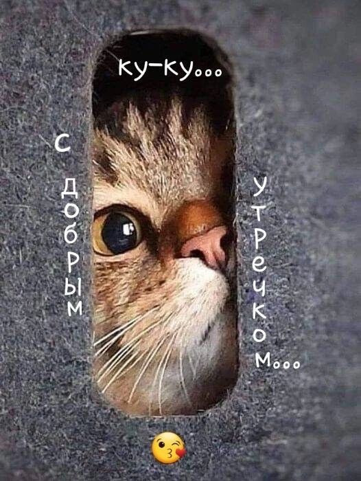 ку-ку... С добрым утречком...