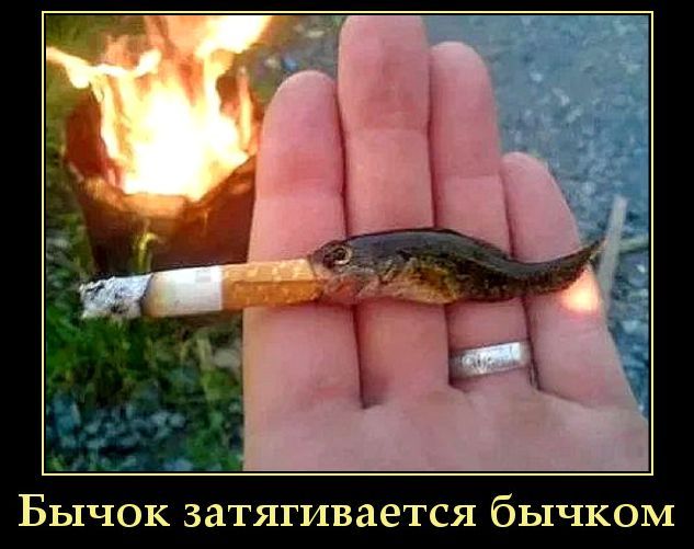 Бычок затягивается бычком. На руке лежит маленькая рыба, похожая на бычка, которая 