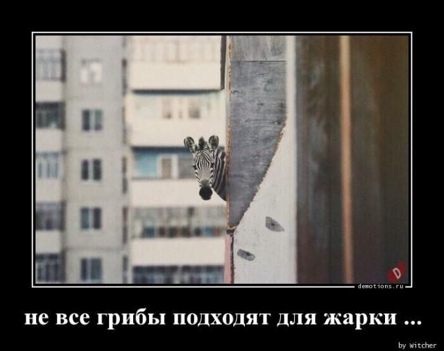 не все грибы подходят для жарки ...