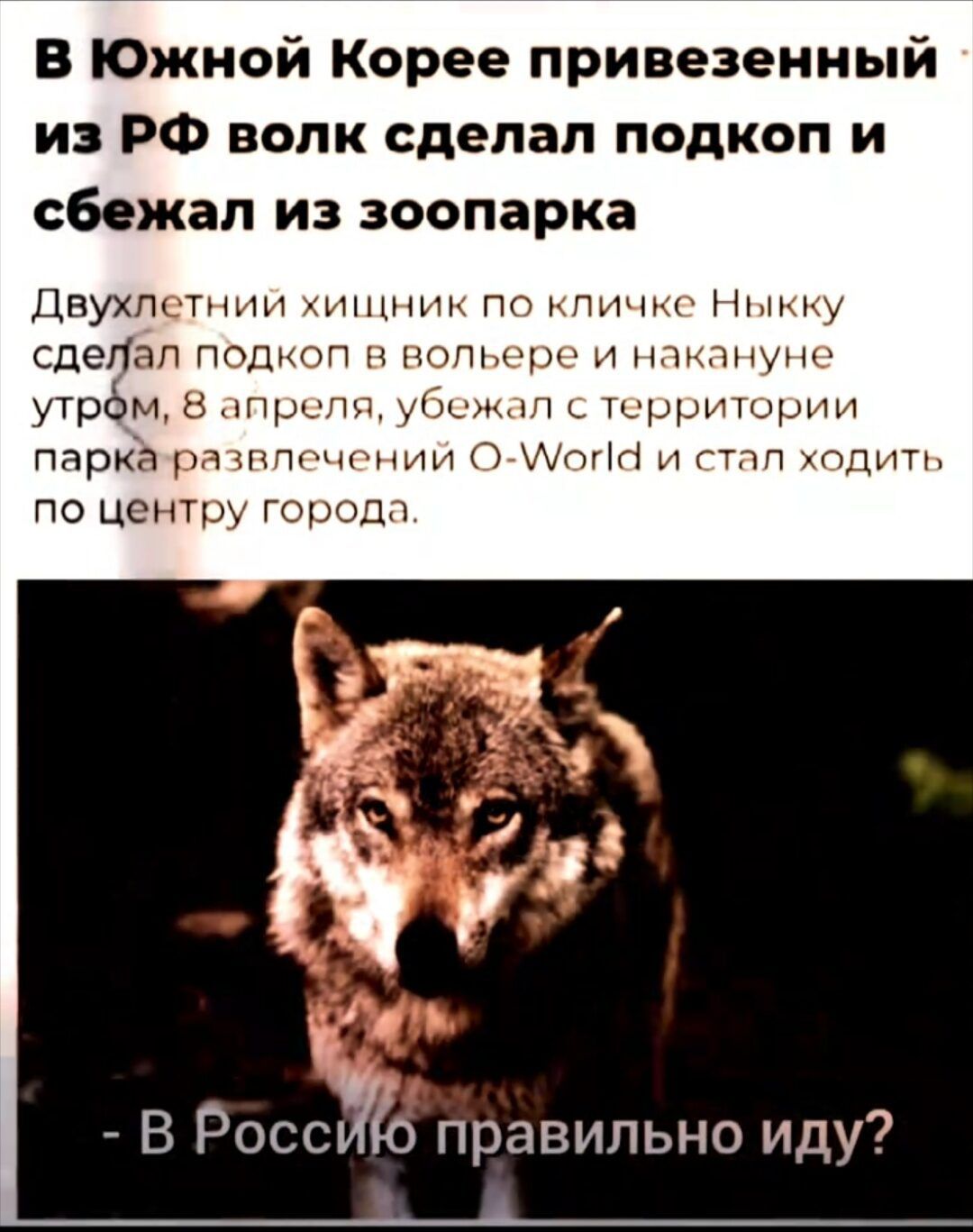 В Южной Корее привезенный из РФ волк сделал подкоп и сбежал из зоопарка. Двухлетний хищник по кличке Ныкку сделал подкоп в вольере и накануне утром, 8 апреля, убежал с территории парка развлечений O-World и стал ходить по центру города. - В Россию правильно иду?