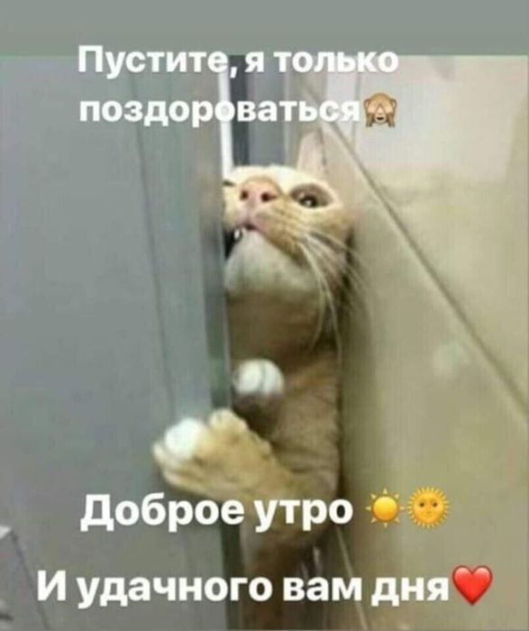 Пустите, я только поздороваться. Доброе утро. И удачного вам дня