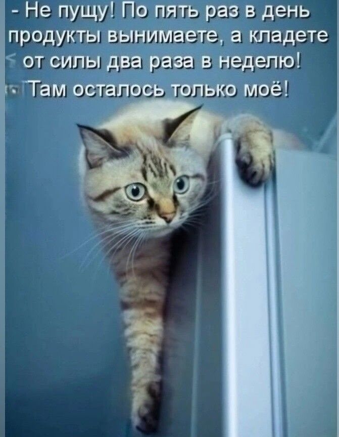 Не пущу! По пять раз в день продукты вынимаете, а кладете от силы два раза в неделю! Там осталось только мое!