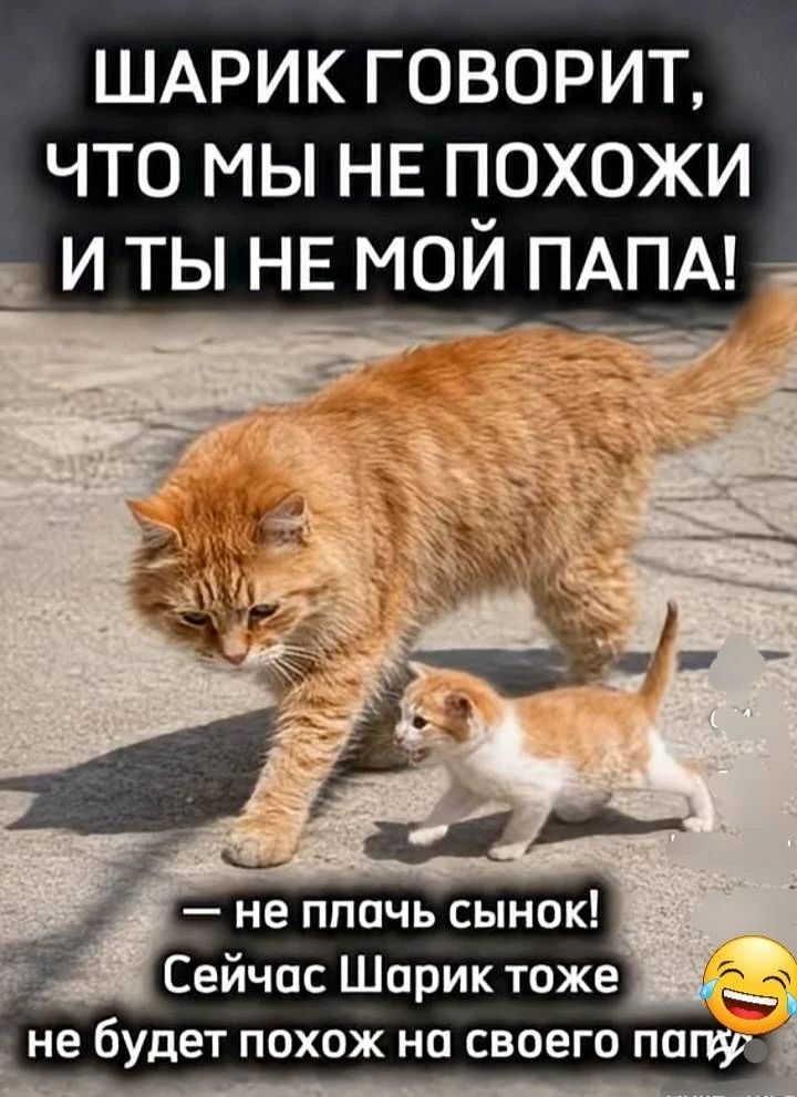 ШАРИК ГОВОРИТ, ЧТО МЫ НЕ ПОХОЖИ И ТЫ НЕ МОЙ ПАПА! — не плачь сынок! Сейчас Шарик тоже не будет похож на своего папу