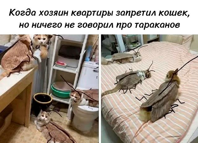 Когда хозяин квартиры запретил кошек, но ничего не говорил про тараканов