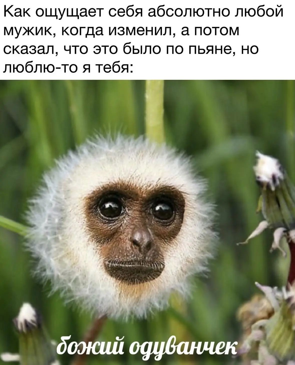 Как ощущает себя абсолютно любой мужик, когда изменил, а потом сказал, что это было по пьяне, но люблю-то я тебя: божий одуванчик