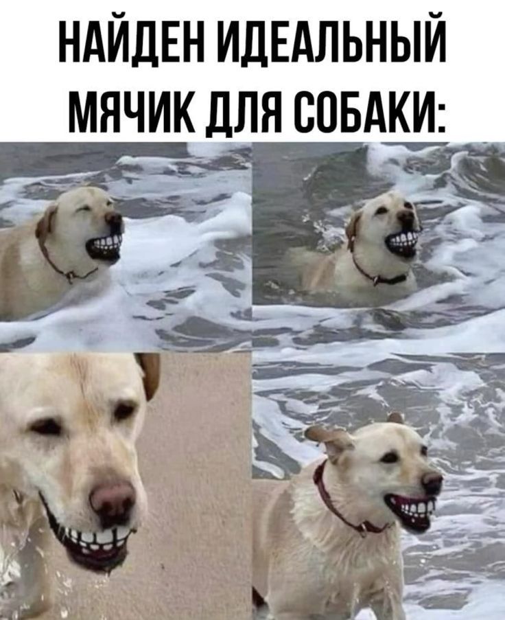 НАЙДЕН ИДЕАЛЬНЫЙ МЯЧИК ДЛЯ СОБАКИ: