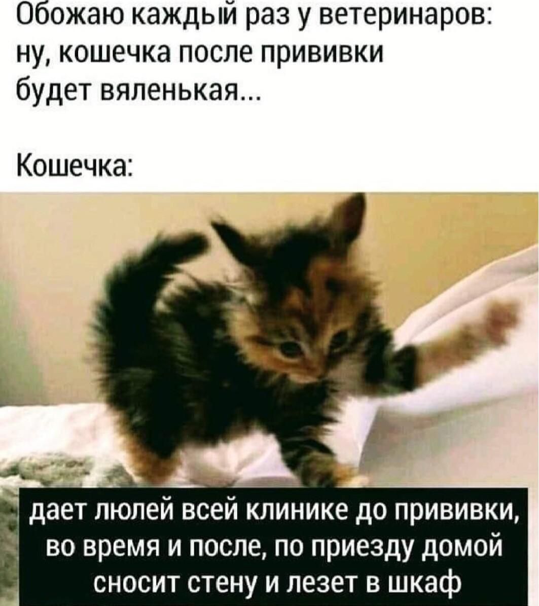 Обожаю каждый раз у ветеринаров: ну, кошечка после прививки будет вяленькая... Кошечка: дает люлей всей клинике до прививки, во время и после, по приезду домой сносит стену и лезет в шкаф