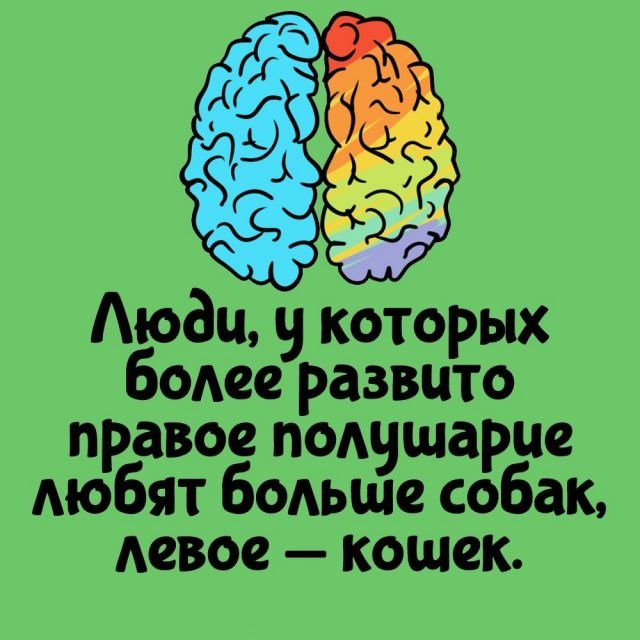 Люди, у которых более развито правое полушарие любят больше собак, левое - кошек.