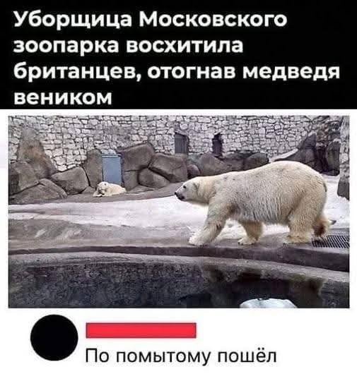 Уборщица Московского зоопарка восхитила британцев, отогнав медведя веником По помытому пошёл