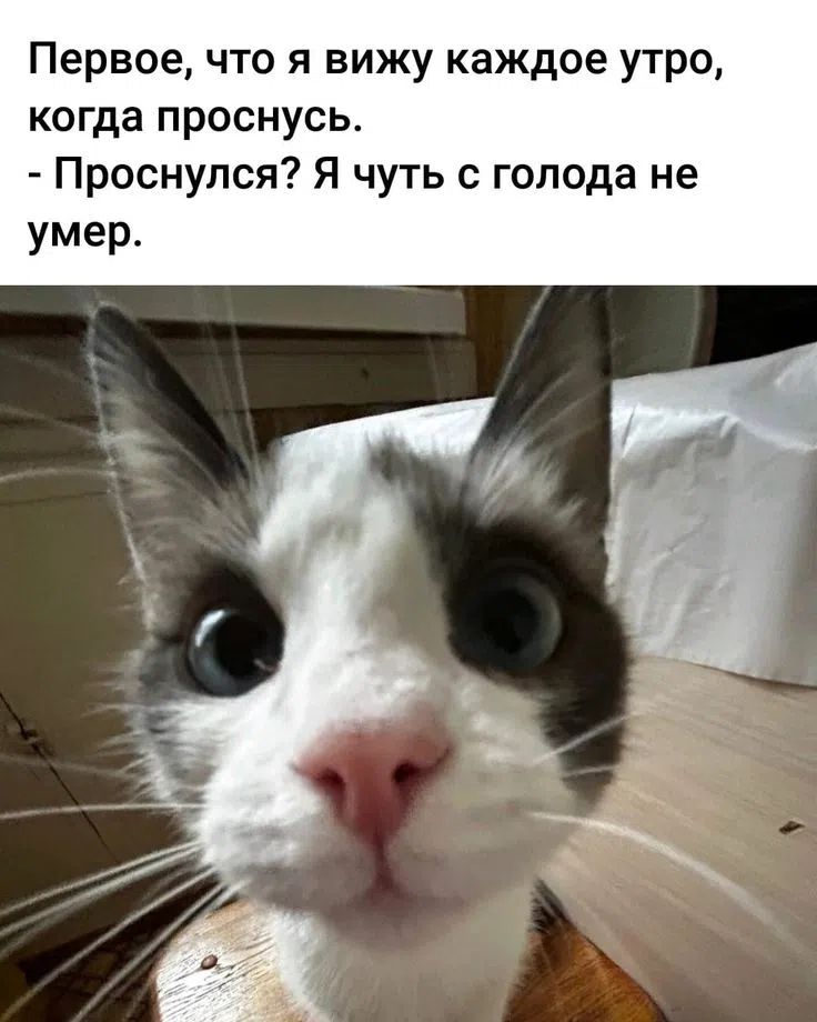 Первое, что я вижу каждое утро, когда проснусь. - Проснулся? Я чуть с голода не умер.