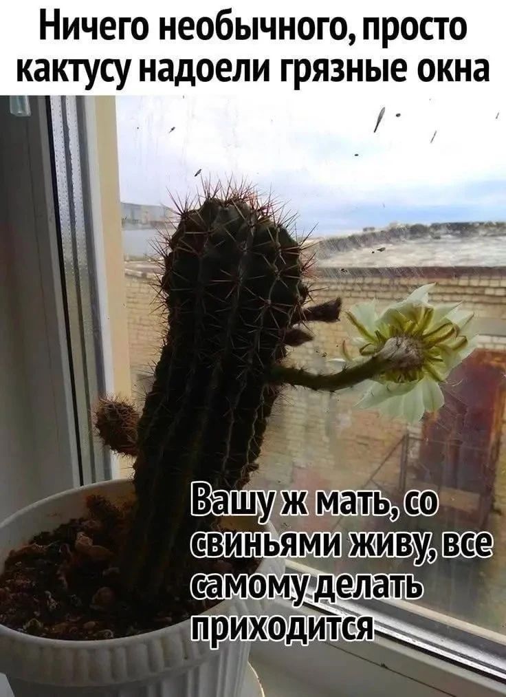 Ничего необычного, просто кактусу надоели грязные окна. Вашу ж мать, со свиньями живу, все самому делать приходится