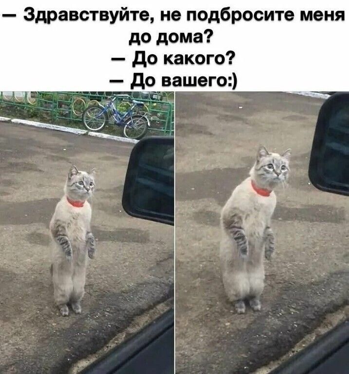 Здравствуйте, не подбросите меня до дома? До какого? До вашего:)