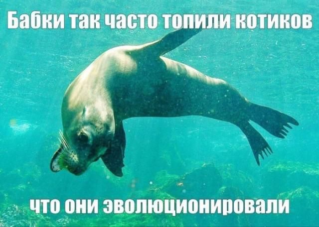 Бабки так часто топили котиков что они эволюционировали