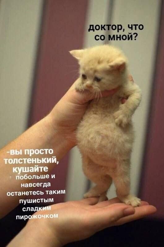 доктор, что со мной? - вы просто толстенький, кушайте побольше и навсегда останетесь таким пушистым сладким пирожочком
