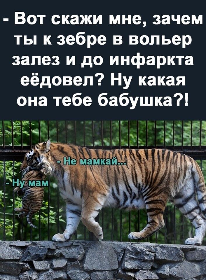 Вот скажи мне, зачем ты к зебре в вольер залез и до инфаркта её довел? Ну какая она тебе бабушка?! - Не мамкай... - Ну мам
