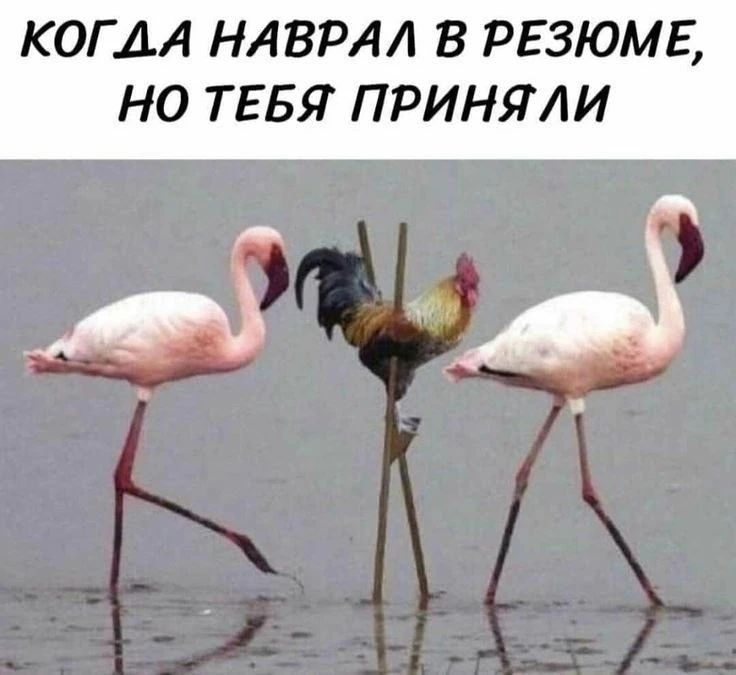 КОГДА НАВРАЛ В РЕЗЮМЕ, НО ТЕБЯ ПРИНЯЛИ