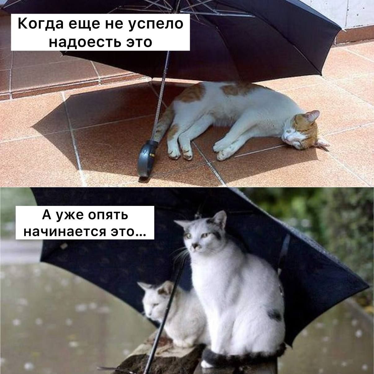 Когда еще не успело надоесть это А уже опять начинается это...
