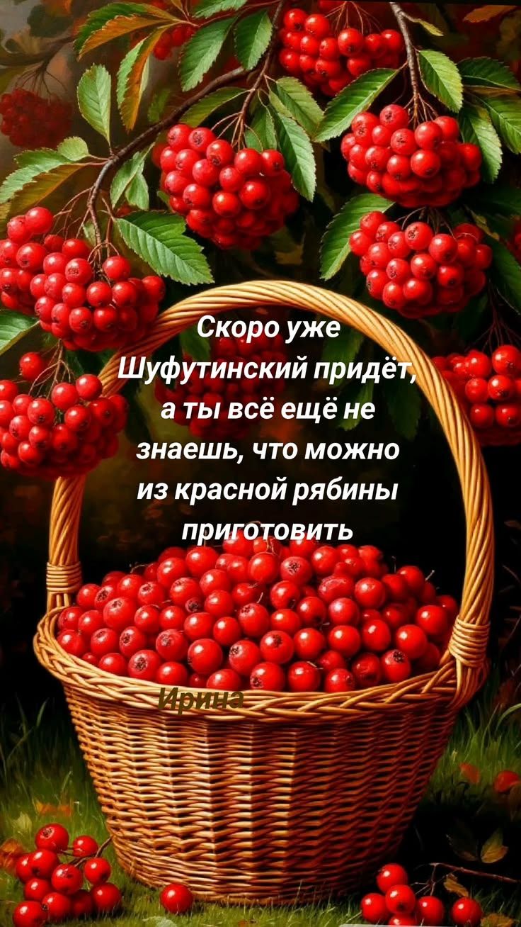 Скоро уже Шуфутинский придёт, а ты всё ещё не знаешь, что можно из красной рябины приготовить Ирина