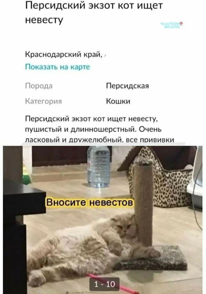 Персидский экзот кот ищет невесту Краснодарский край Показать на карте Порода Персидская Категория Кошки Персидский экзот кот ищет невесту, пушистый и длинношерстный. Очень ласковый и дружелюбный. все прививки Вносите невестов