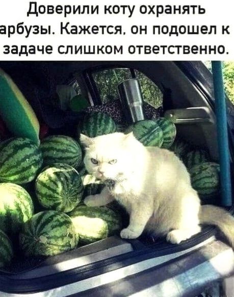 Доверили коту охранять арбузы. Кажется, он подошел к задаче слишком ответственно.