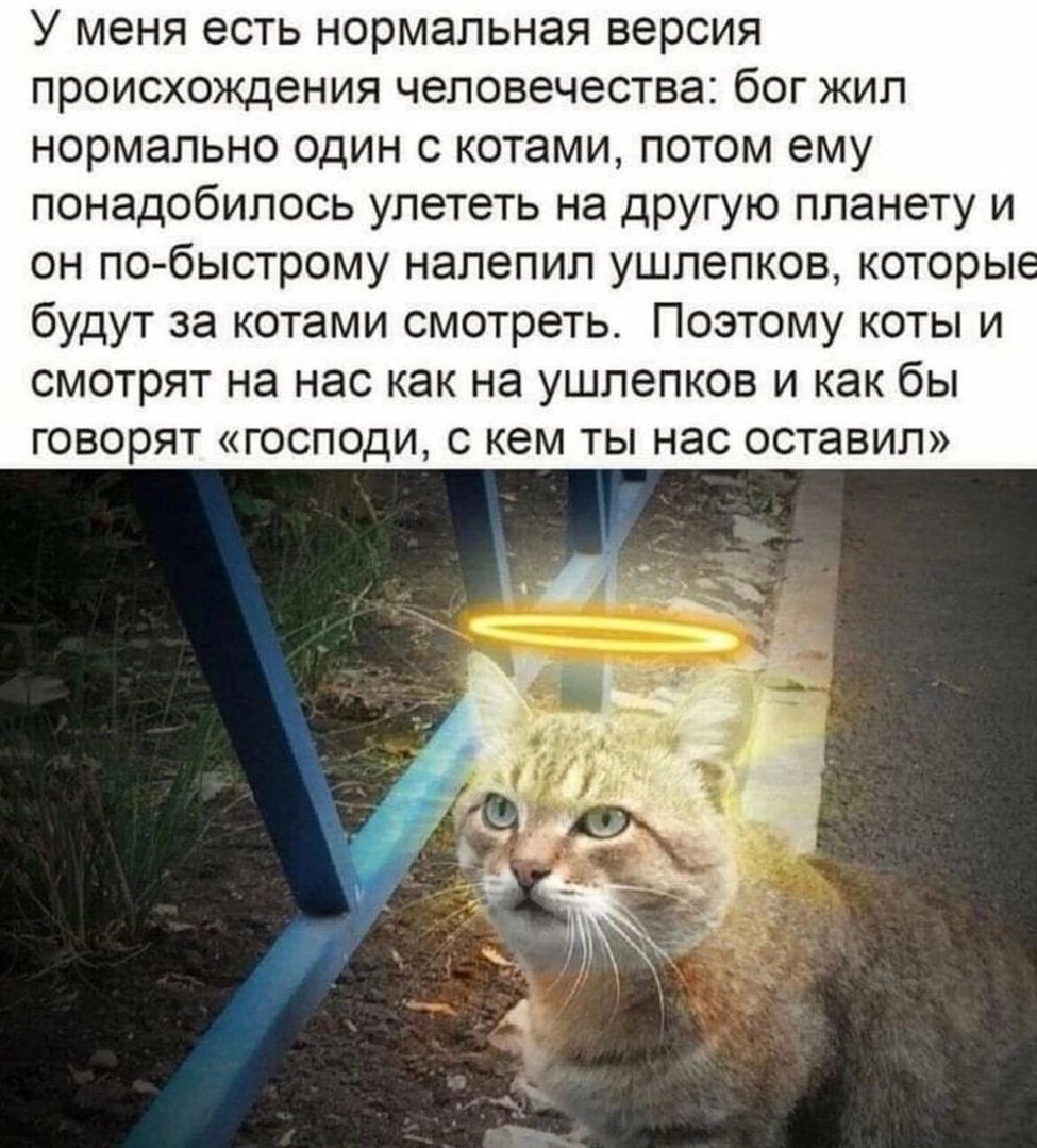 У меня есть нормальная версия происхождения человечества: бог жил нормально один с котами, потом ему понадобилось улететь на другую планету и он по-быстрому налепил ушлепков, которые будут за котами смотреть. Поэтому коты и смотрят на нас как на ушлепков и как бы говорят «господи, с кем ты нас оставил»