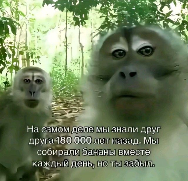 На самом деле мы знали друг друга 180 000 лет назад. Мы собирали бананы вместе каждый день, но ты забыл.